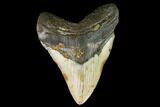 Fossil Megalodon Tooth - North Carolina #109001-1